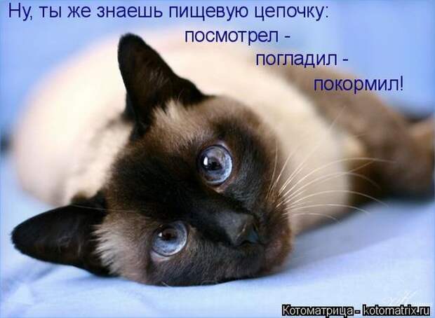 Лучшие котоматрицы недели (50 фото) Лучшие котоматрицы недели (50 фото)