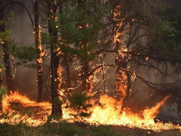 Пожар в Кузбассе: страшные кадры огня, уничтожающего все на своем пути
