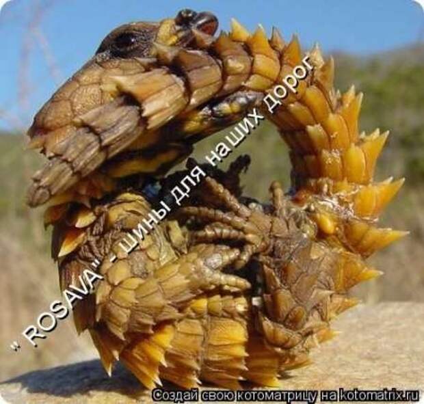 Прикольные животные, котоматрица