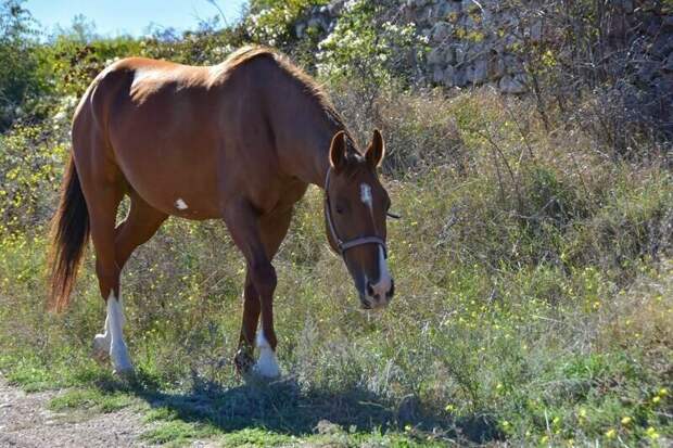 В Алуште накажут хозяина коней, которые паслись на кладбище