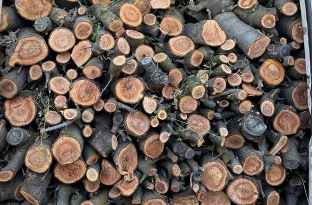 Кишиневский аэропорт выставляет на продажу дрова