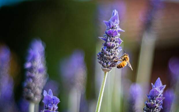 В Сараевском районе пчёлы погибли от пестицидов.