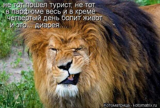 Лучшие котоматрицы недели Лучшие котоматрицы недели
