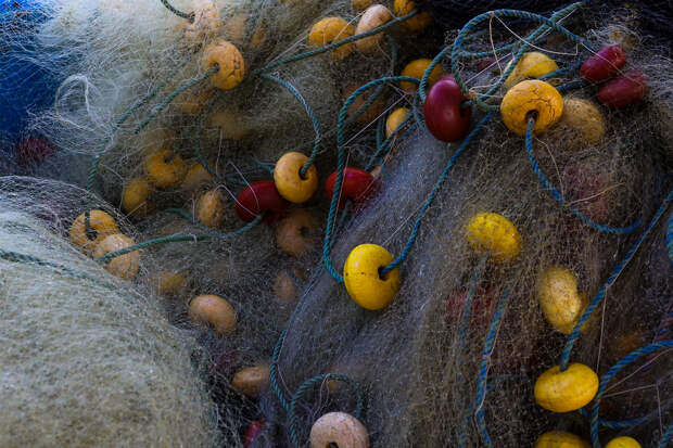 В рыболовной сети нашли 15-метровую тушу редкого кита