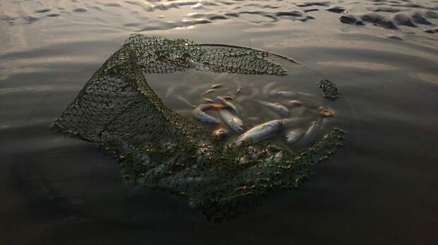 Прогноз вылова красной рыбы на Камчатке сокращен вдвое