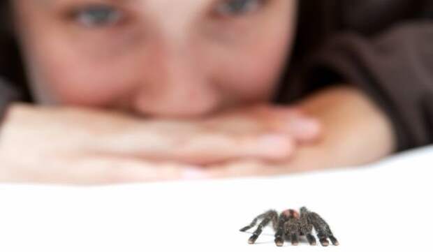 Spider