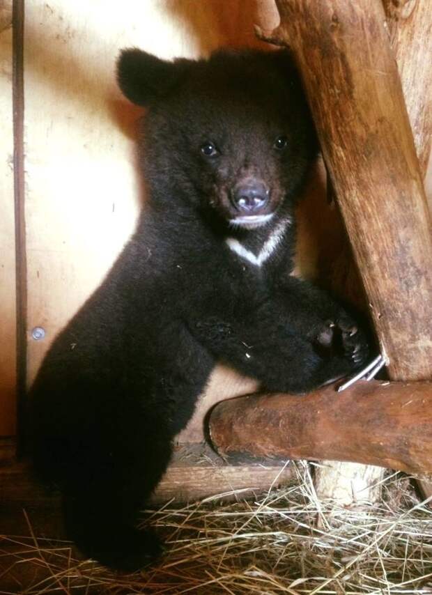 Жители Приморья "отвоевали" раненого медвежонка-сироту у дачников-живодёров животные, история, медведи, спасение
