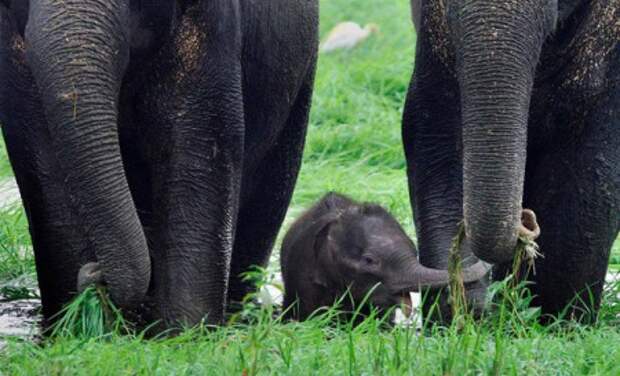 Животный мир: мамы и их малыши - фотографии - слоны