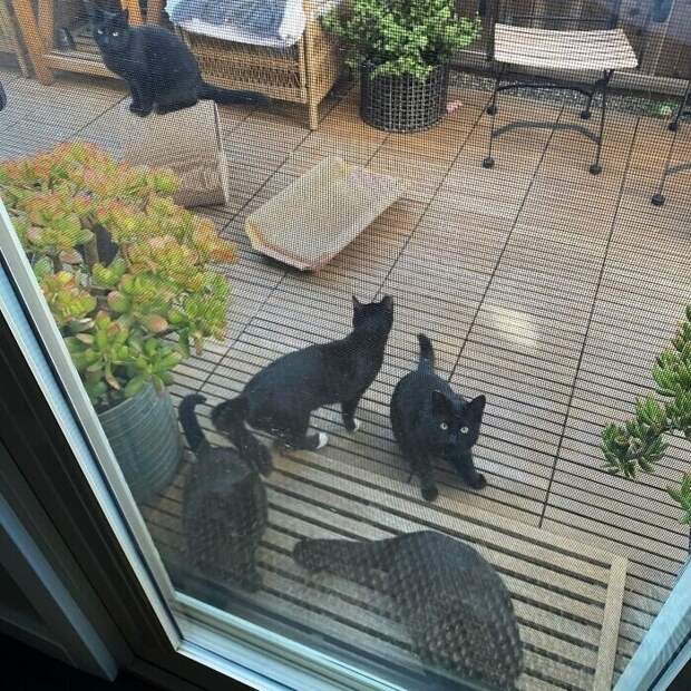 Внезапные котейки, которые неожиданно заявились к людям