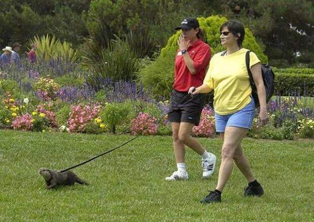 strange pet walking02