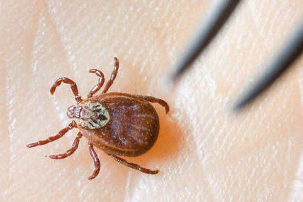 «Преследуют и кусают»: россиян предупредили о появлении клещей-мутантов