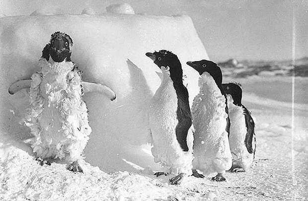 antarctica11 Самые впечатляющие фотографии Антарктиды начала 20 века