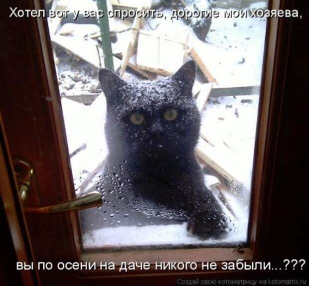 Котоматрица для ночных посетителей Поржать.ру