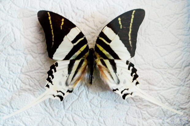 Самые красивые бабочки нашей планеты