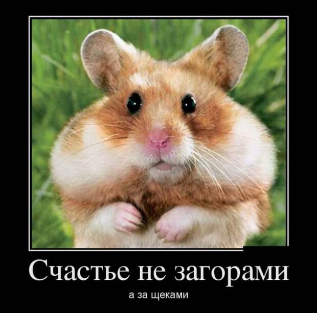 Демотиваторы (30 фото)