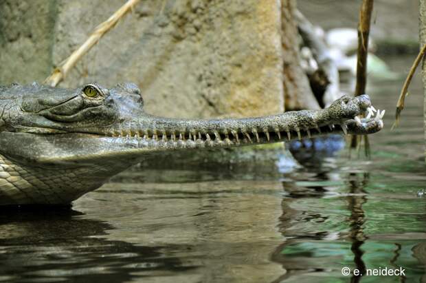 NewPix.ru - Гавиал - необычный крокодил
