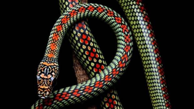 Разноцветная змея