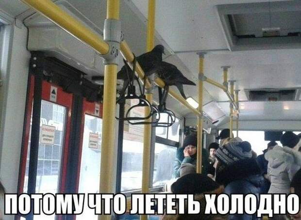 Юмор о четырех колёсах