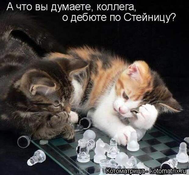 Лучшие котоматрицы недели  