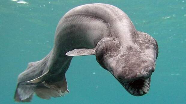 В Португалии поймали доисторическую акулу-монстра (ФОТО)