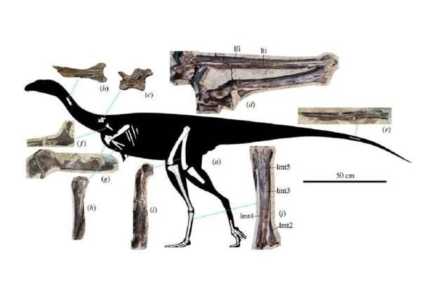 Палеонтолог СПбГУ описал новый вид динозавров-бегунов из Кемеровской области