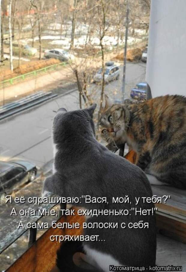 Лучшая котоматрица недели (32 фото)