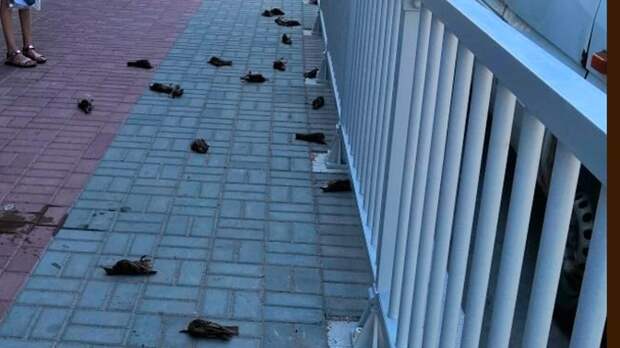 Десятки мертвых птиц упали на тротуар в Калининграде