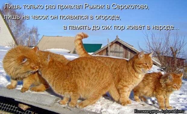 Лучшие котоматрицы недели (50 фото) Лучшие котоматрицы недели (50 фото)