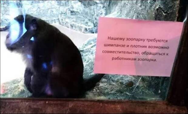 шимпанзе