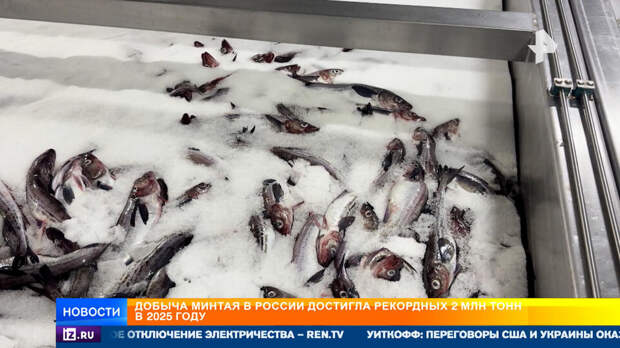 Моти и пельмени из минтая: в ДВФУ создали новую линейку блюд из народной рыбы