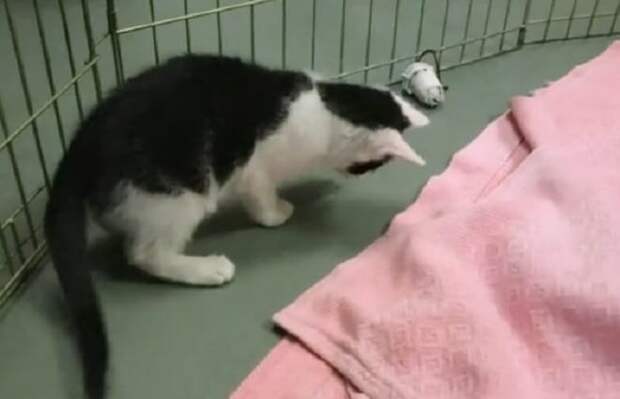 Котенок ловит тень Котенок играет