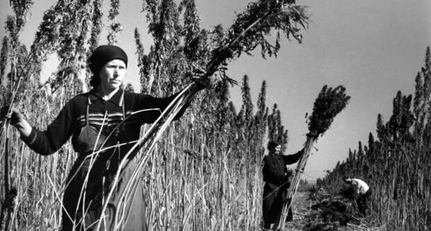 Как Российская империя и СССР получали сверхдоходы от производства конопли