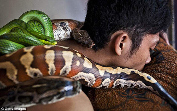 snakemassage01 Змеиный массаж