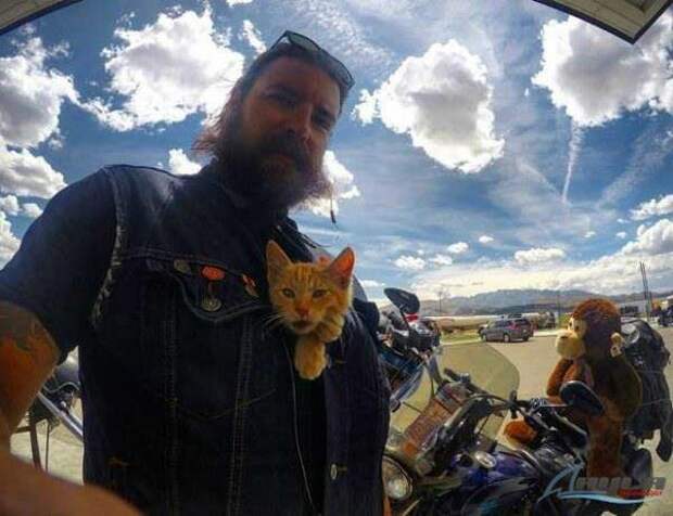 Кот байкера: фото верных спутников любителей скорости и ветра животные, кот байкера, кот на мотоцикле, коты, кошки, мото