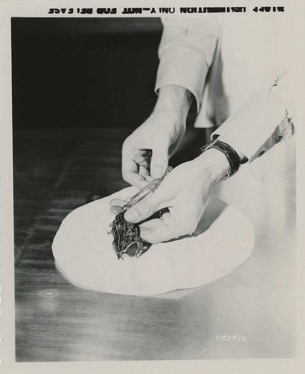 A frog being injected with concentrated urine during a pregnancy test at the 406th Medical General Laboratory, Camp Zama, Kanagawa Prefecture, Japan. 11/05/1956