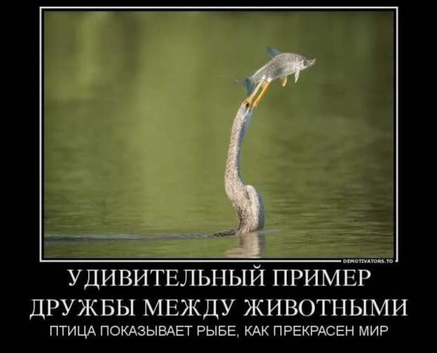 Прикольные демотиваторы с надписями. Подборка chert-poberi-dem-chert-poberi-dem-11530724102020-13 картинка chert-poberi-dem-11530724102020-13