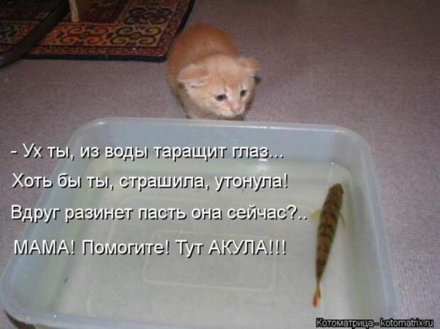 Котоматрицы (картинки с надписями)
