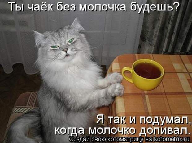 Лучшие котоматрицы недели (50 фото)