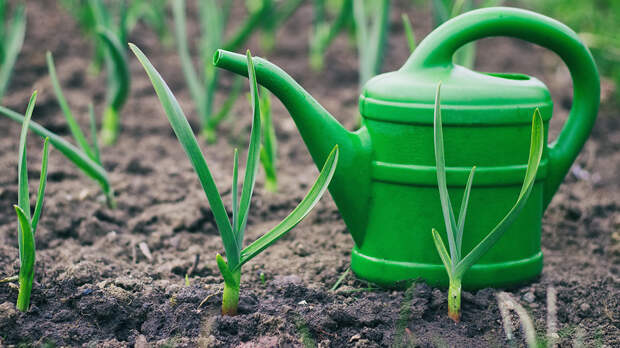 Подкормка озимого чеснока весной и летом: чем удобрить для хорошего урожая