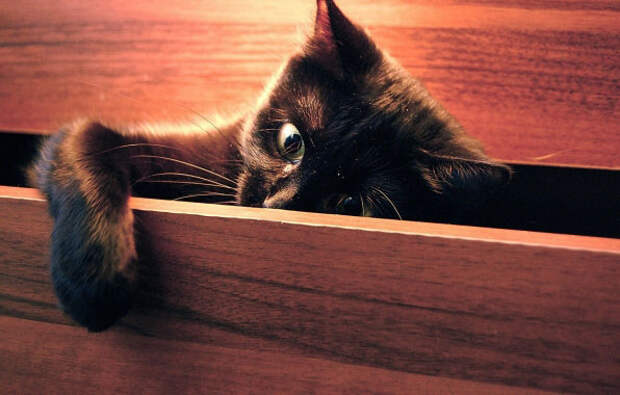 кот, черный, глаза, шкафчик