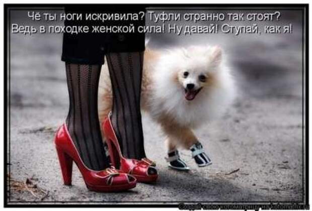 Прикольные животные, котоматрица