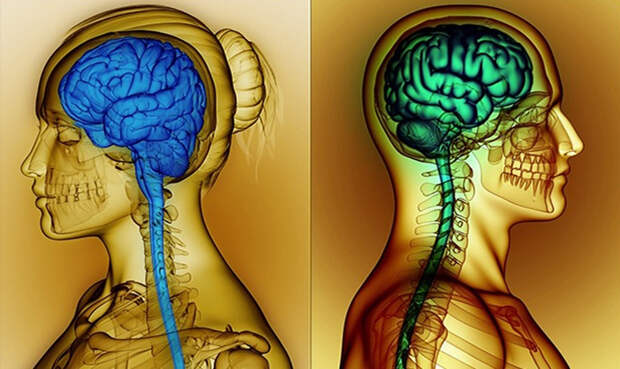 Мозг мужской и женский. Причины различий и следствия