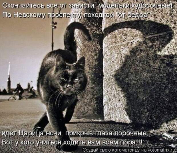 Лучшая котоматрица недели (32 фото)
