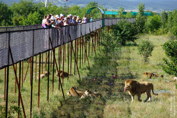 Ситуация с крымским парком львов «Тайган» урегулирована