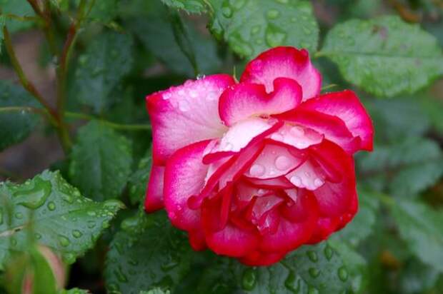 Роза садовая сорт Hannah Gordon, фото автора