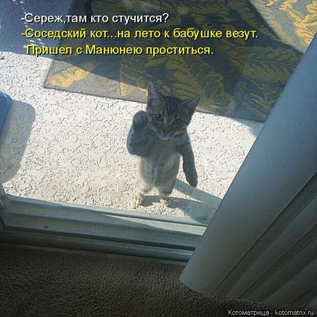 Лучшие котоматрицы недели (50 фото) Лучшие котоматрицы недели (50 фото)