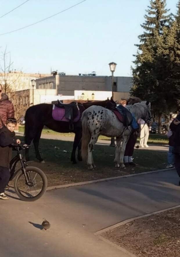 Сегодня на Аллее Победы (мкр-н Зелёный) всех желающих катали вот такие лошадки