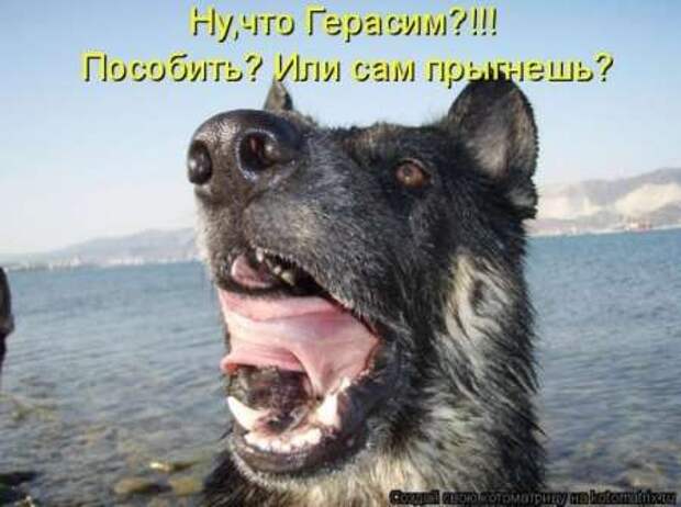 Прикольные животные, котоматрица