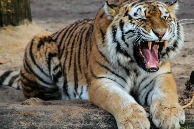 Может ли животное мстить