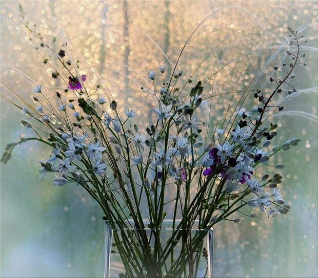 НЕЖНЕЕ НЕЖНОГО ... ФОТОГРАФ ТАТЬЯНА ОБРАЗ НЕЖНЕЕ НЕЖНОГО ... ФОТОГРАФ ТАТЬЯНА ОБРАЗ